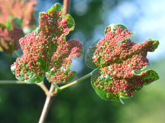 Aceria myriadeum is a species of mites in the family Eriophyidae and genus Aceria on the leaves of...