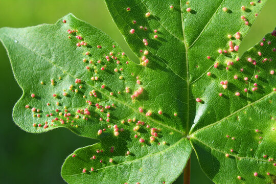 Aceria myriadeum is a species of mites in the family Eriophyidae and genus Aceria on the leaves of the field maple (Acer campestre).
