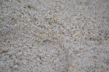 Camouflage Crab