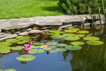 Water lily flower in garden pond with stone fence.