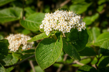 Wolliger Schneeball im Fr&uuml;hling ganz nah