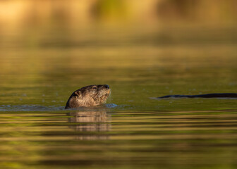 Nutria en el agua 