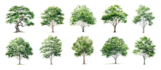 Watercolor green tree forest nature background. Garden landscape sketch park wood illustration. Set of summer spring foliage trees isolated on white - obrazy, fototapety, plakaty
