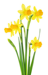 Spring flowers - bouquet of yellow narcissus flowers isolated on a white background.