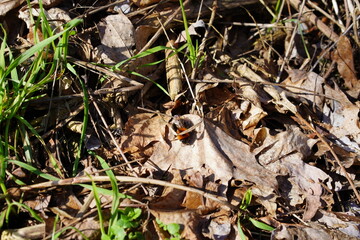 Hummelkönigin auf einem trockenen Laubblatt bei Sonnenschein