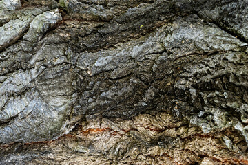 Bark of old big oak tree texture in black and white. Abstract background and texture for design