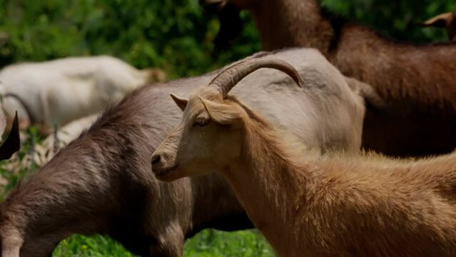 Tranquil scene of domestic goats in a lush green setting with soft focus on surrounding foliage