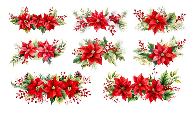 Watercolor poinsettia Christmas winter flower illustration. Red floral nature painting isolated on white background. Xmas red green holly wreath branch