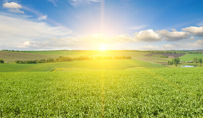 A green pea field and sunrise on blue sky. Wide photo. - obrazy, fototapety, plakaty