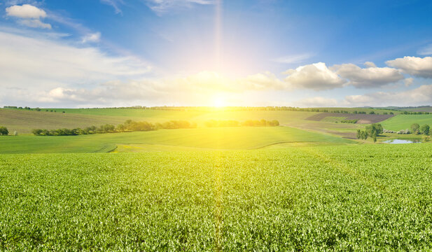 A green pea field and sunrise on blue sky. Wide photo.