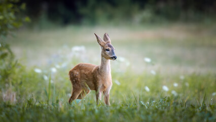 Young roe deer fawn (Capreolus capreolus) in a vibrant summer meadow
