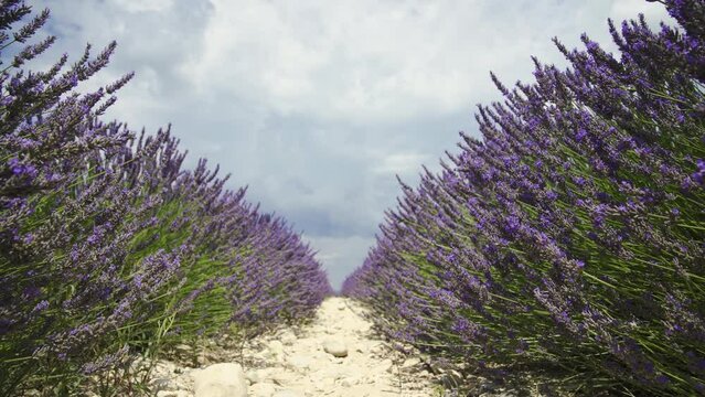 Champs de Lavandes en fleur - Valensole France