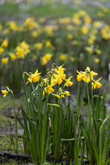 Obraz premium A Host of Golden Daffodils 
