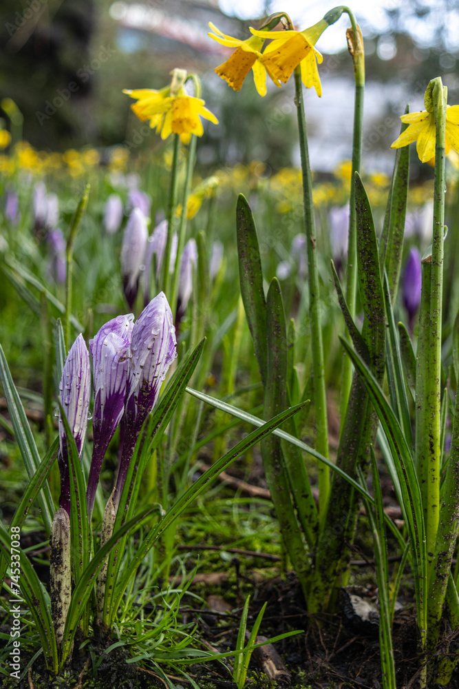 Wall mural Daffodils looking down at Crocus in spring 