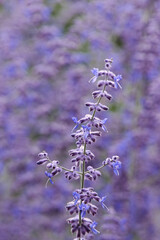 Lavendel  im Sommer - lila Blumen