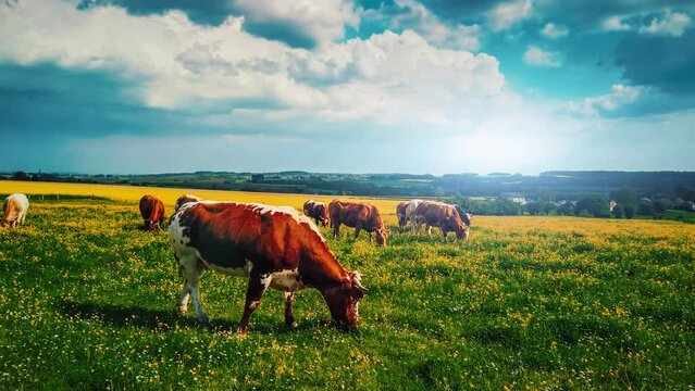 Summer landscape with grazing cows in green field. Timelapse