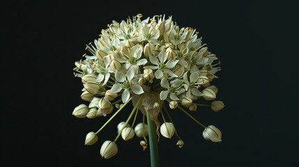 Allium, or ornamental leek, faded blossom containing capsules of seed