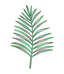 Palm leaf watercolor. Tropical tree. Foliage of an exotic plant. Hand drawn illustration on white background.