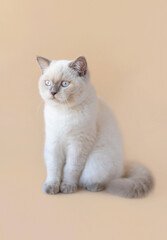 White scottish kitten sitting on a beige background.