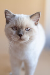 White scottish kitten portrait