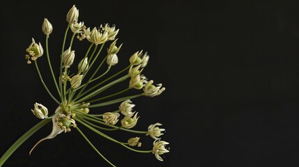 Allium, or ornamental leek, faded blossom containing capsules of seed - obrazy, fototapety, plakaty