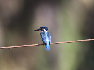 Beautiful kingfisher bird sitting on wire early morning and looking for food. Vibrant Colorful bird. Wall mounting of beautiful colorful bird. Seasonal greeting card background.