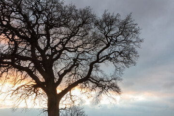 Fototapeta na wymiar Kahler Baum mit Abend Himmel.