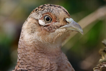 portrait de poule faisane en hiver