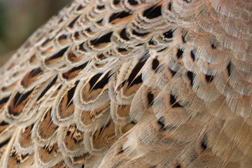 plumage de poule faisane