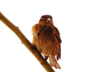 Close-op photo of House Sparrow bird standing on a trench, isolated on a white background