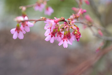 Kirschblüte - Frühlingserwachen - rosa Blüten
