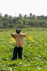 espantapajaros en el campo