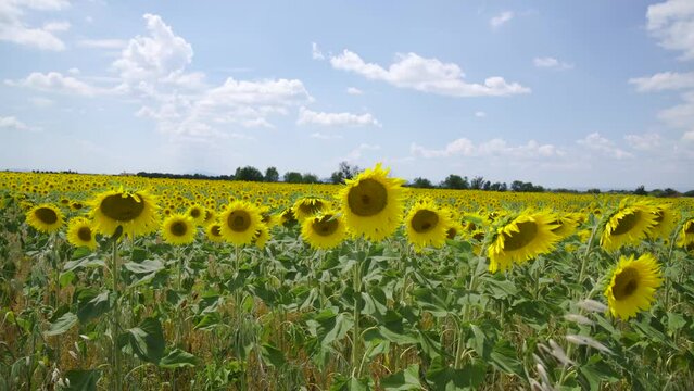 champs de tournesol