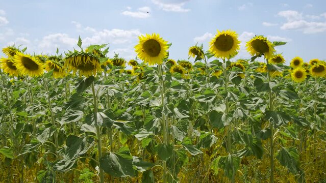 Champs de tournesol