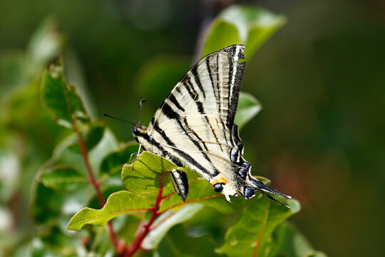 Scarce Swallowtail butterfly (Iphiclides podalirius), taken in Herzegovina.
