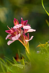 Orchid (Orchis papilionacea). Baratz Lake, Sassari, Sardinia, Italy.