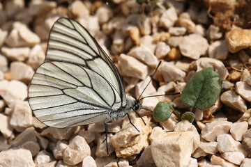 Black-veined White Butterfly (Aporia crataegi), taken in Herzegovina.
