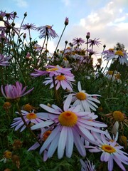 Pink ragwort - Senecio glastifolius