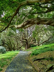 Auckland domain park, Auckland, New Zealand