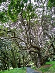 Auckland domain park, Auckland, New Zealand