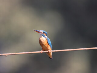 Beautiful kingfisher bird sitting on wire early morning and looking for food. Vibrant Colorful bird. Wall mounting of beautiful colorful bird. Seasonal greeting card background.