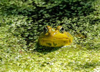 Up for a Air - Mr Frog is popping his head up through the waters littered with spores from the surrounding vegetation.