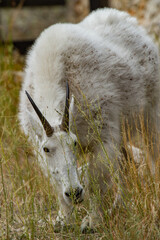 A Hungry Mountain Goat - This guy was foraging in a small field near Mt Rushmore National Park.
