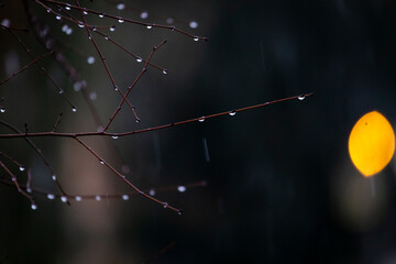 Water droplets on the branches of a tree in the rain.