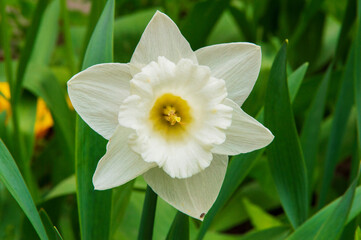 close-up: trumpet daffodil mount hood with white petals and pale yellow pestil © Hoover Studio
