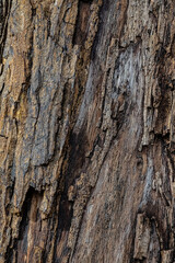 bark of a tree close up