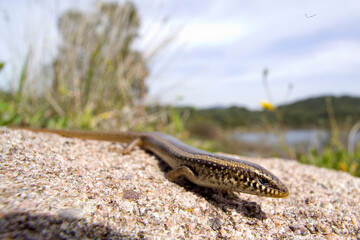 lizard on a stone, Ocellated skink. Lago di Baratz. Sassari, Sardegna. Italy