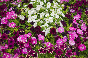 colorful violets in the garden