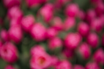 bright pink tulips top view