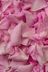 Obraz premium Freshly picked tea rose petals are dried.